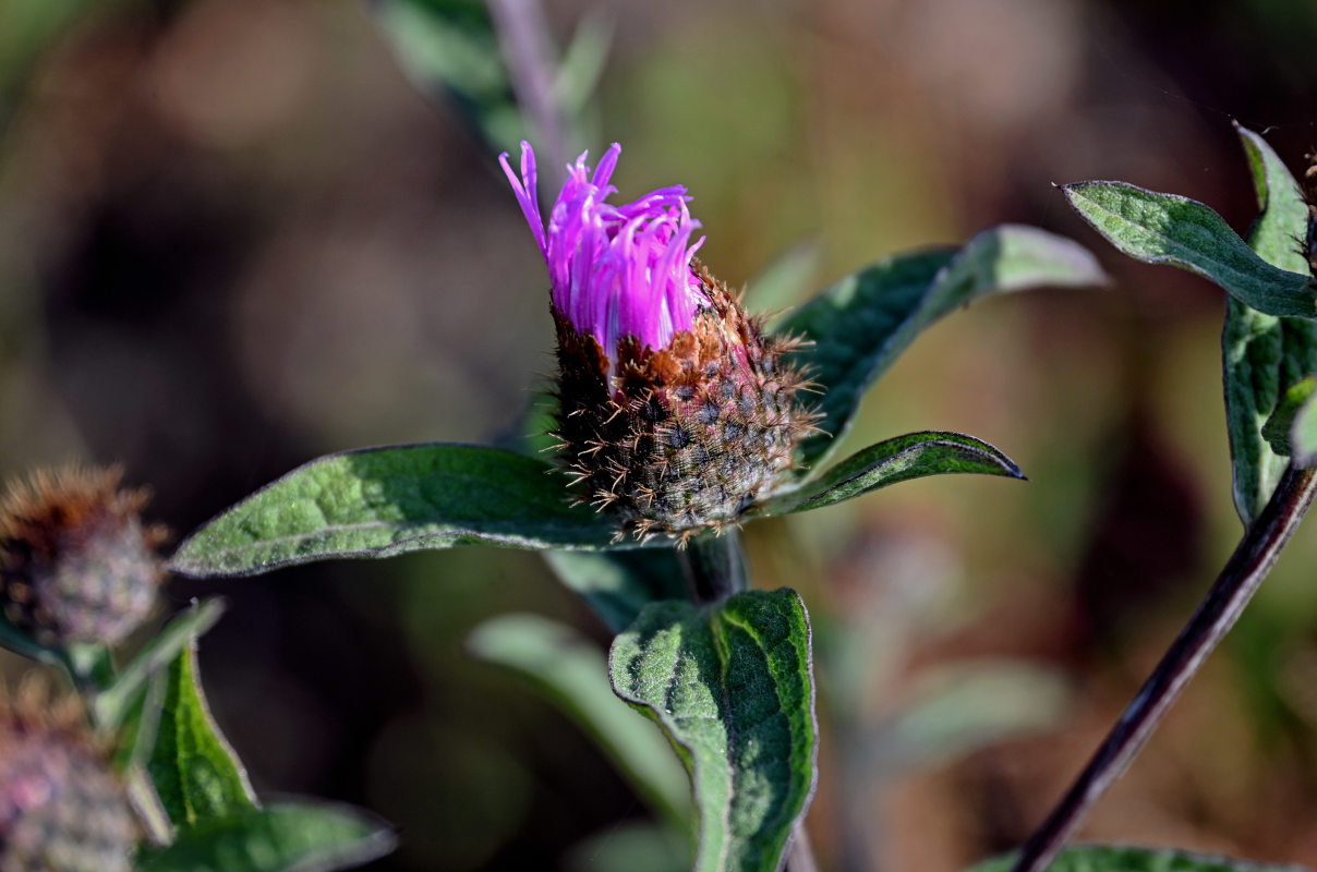 Изображение особи Centaurea abbreviata.