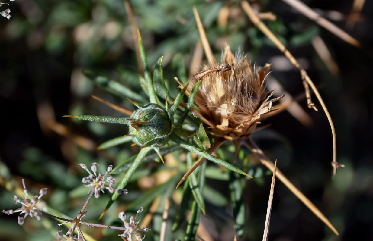 Изображение особи Carthamus fruticosus.