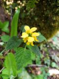 Galeobdolon caucasicum
