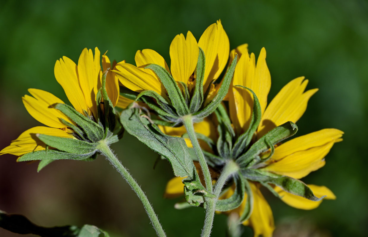 Image of Verbesina encelioides specimen.