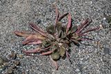 genus Leiospora. Плодоносящее растение. Киргизия, Ошская обл., Памир, Заалайский хр., долина р. Ачик-Таш, ≈ 3600 м н.у.м., песчаный берег ледникового озера. 07.07.2022.