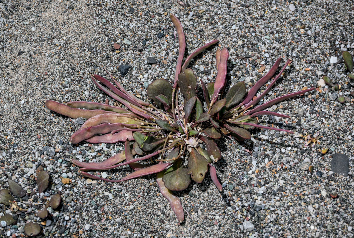 Image of genus Leiospora specimen.