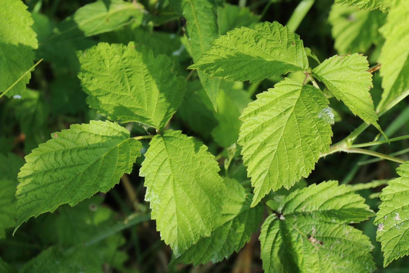 Изображение особи Rubus caesius.