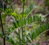 Astragalus falcatus. Лист (вид на абаксиальную поверхность). Пермский край, Кунгурский р-н, окр. дер. Дейково, окр. ур. Греховская гора, крутой склон. 04.06.2023.