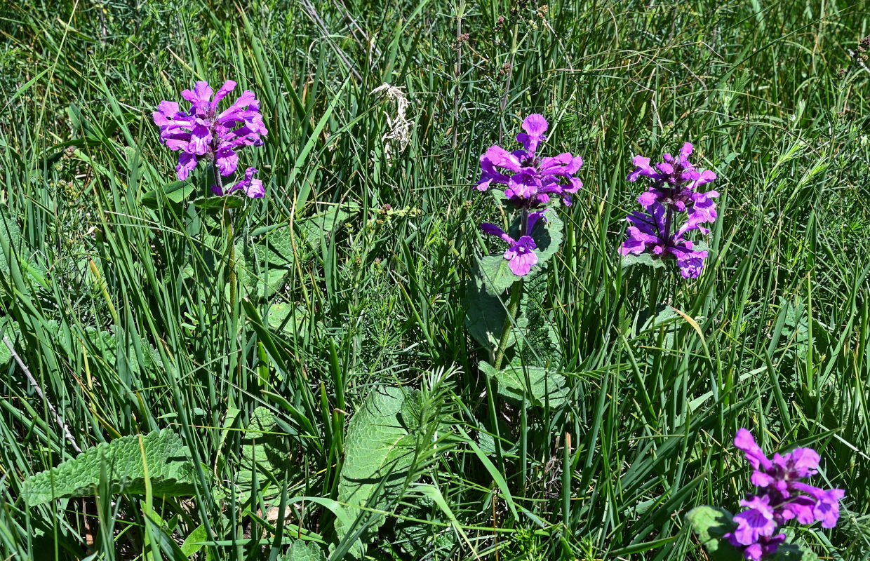 Изображение особи Betonica macrantha.