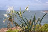 Pancratium maritimum. Цветущее и плодоносящее растение. Израиль, г. Яффо, высокий берег Средиземного моря. 01.10.2023.