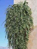 Capparis spinosa. Вегетирующее растение. Марокко, обл. Фес-Мекнес, г. Фес, на каменной стене. 04.01.2023.