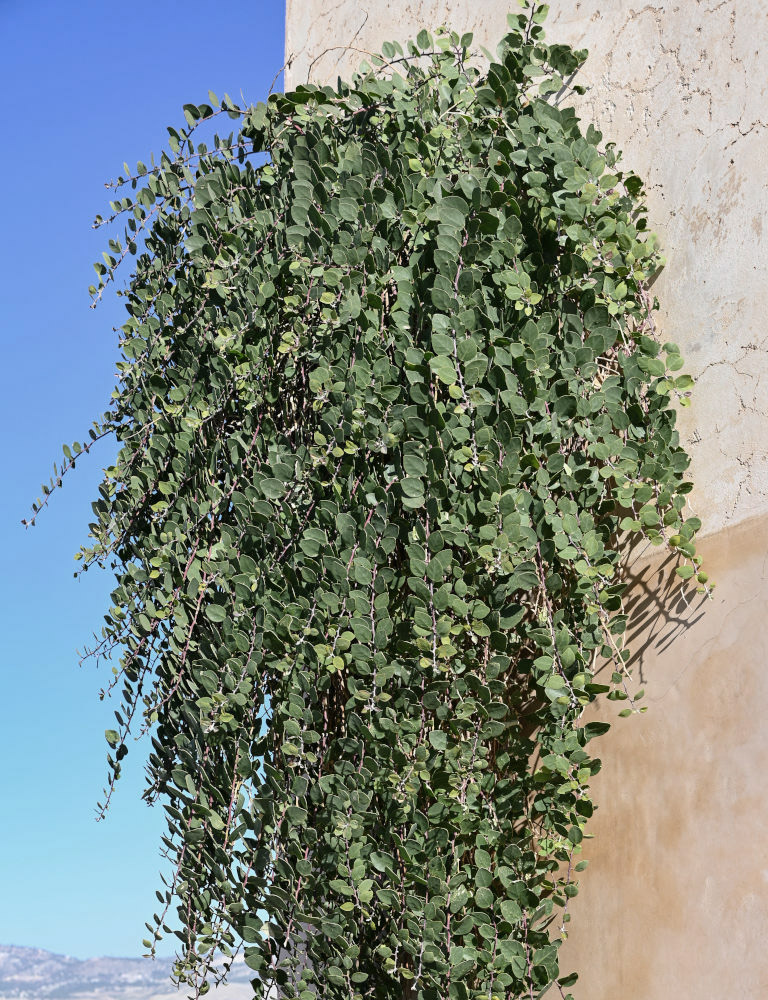 Изображение особи Capparis spinosa.