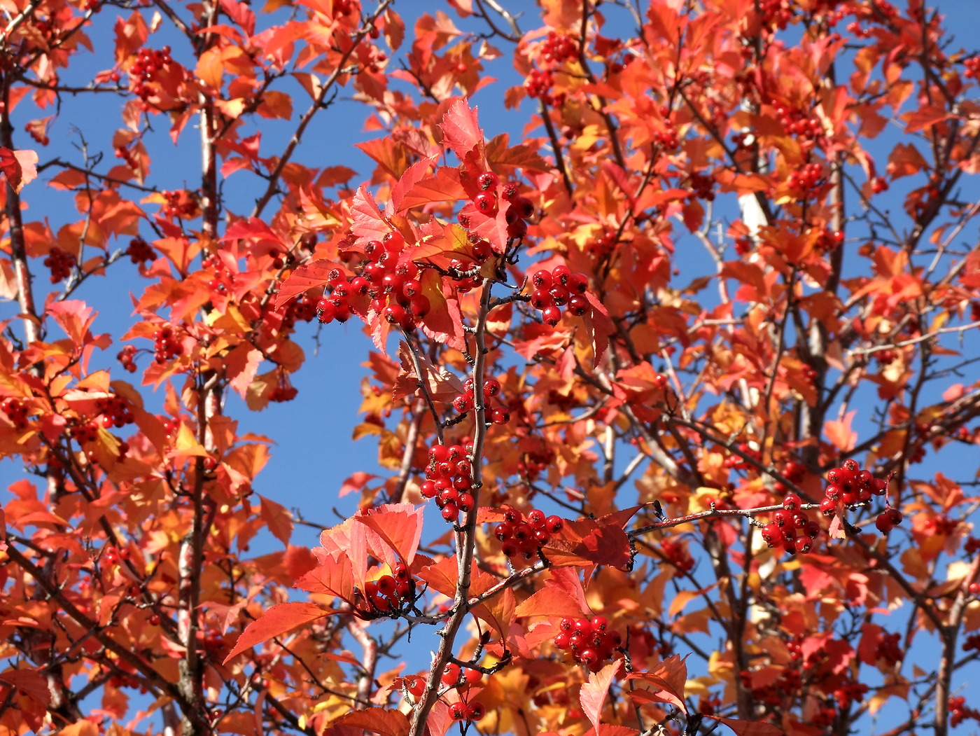 Изображение особи Crataegus dahurica.