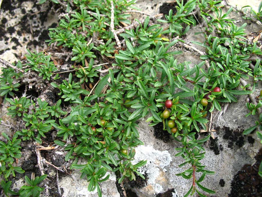 Image of Rhamnus tortuosa specimen.