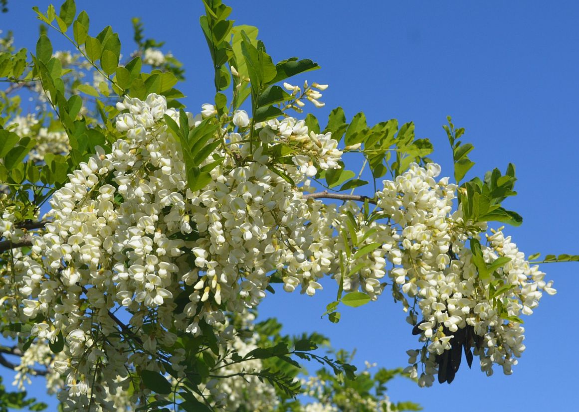 Image of Robinia pseudoacacia specimen.