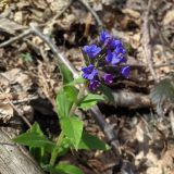 Pulmonaria mollis. Цветущее растение. Краснодарский край, г/о Сочи, Адлерский р-н, окр. пгт Красная поляна, экотропа «Кругозор Ефремова», склон горы, широколиственный лес. 09.04.2022.