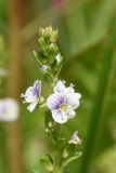 Veronica serpyllifolia. Верхушка цветущего растения. Калужская обл., Боровский р-н, окр. дер. Чёлохово, высота 200 м н.у.м, сенокосный луг на старой залежи в 50 м от лесополосы. 21 мая 2024 г.