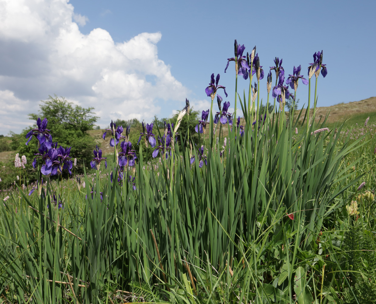Image of Iris sibirica specimen.