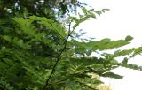 Robinia pseudoacacia. Верхушка побега молодого деревца. Белгородская обл., Борисовский р-н, южная граница 8 кв. дубравы \"Лес на Ворскле\", склон южной экспозиции, опушка леса. 04.07.2021.