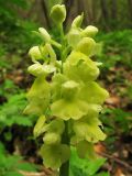 Orchis pallens