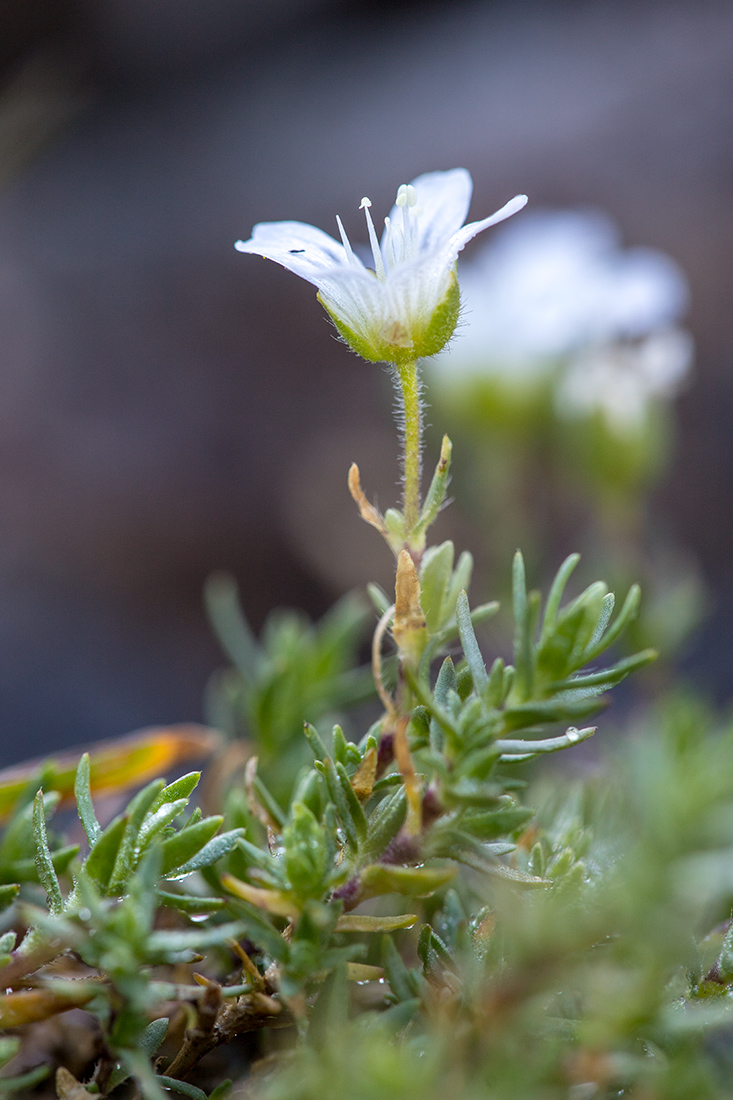 Image of Minuartia imbricata specimen.