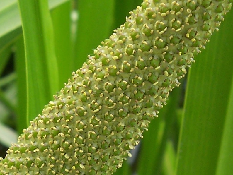 Изображение особи Acorus calamus.