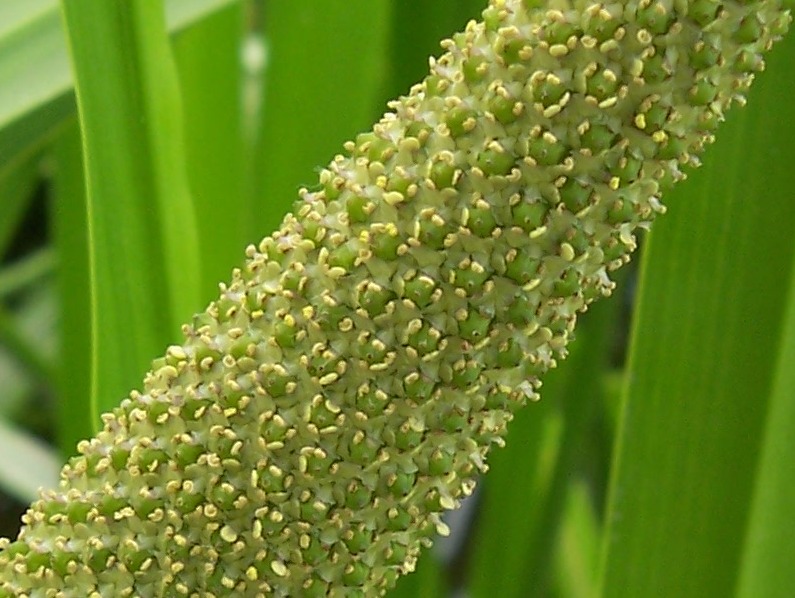 Image of Acorus calamus specimen.