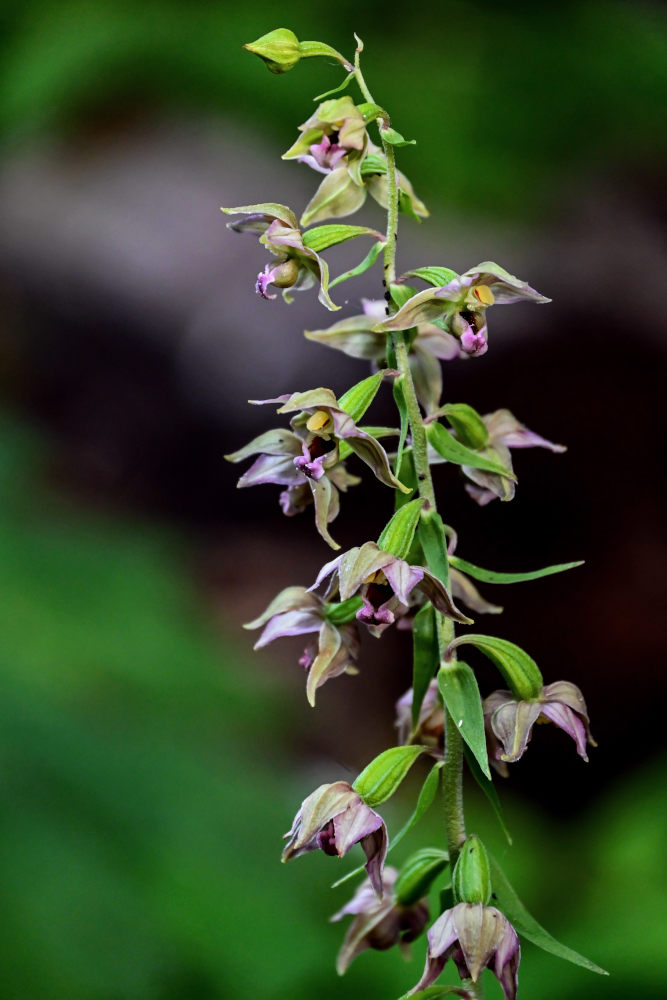 Image of Epipactis helleborine specimen.