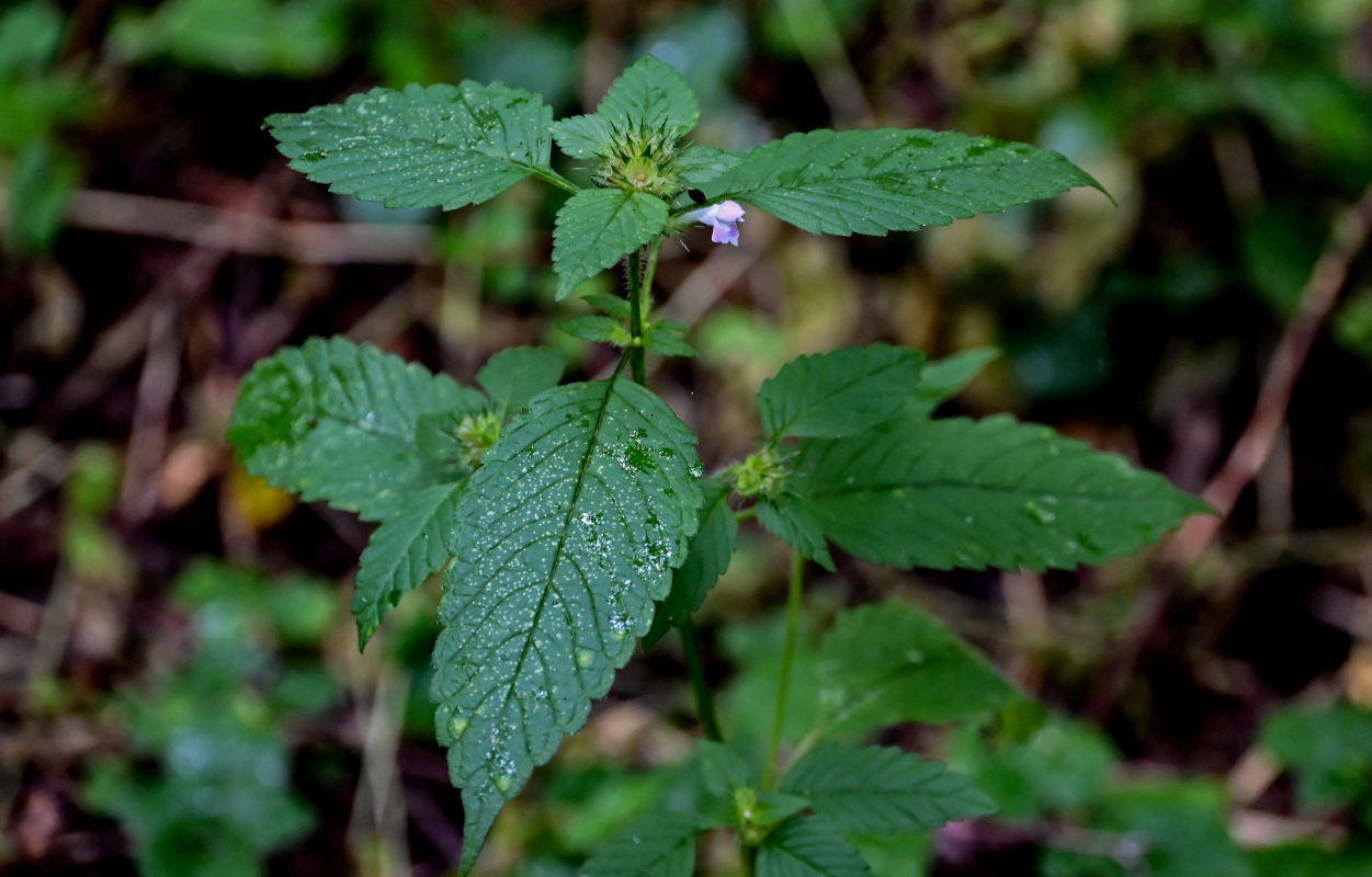 Image of Galeopsis bifida specimen.