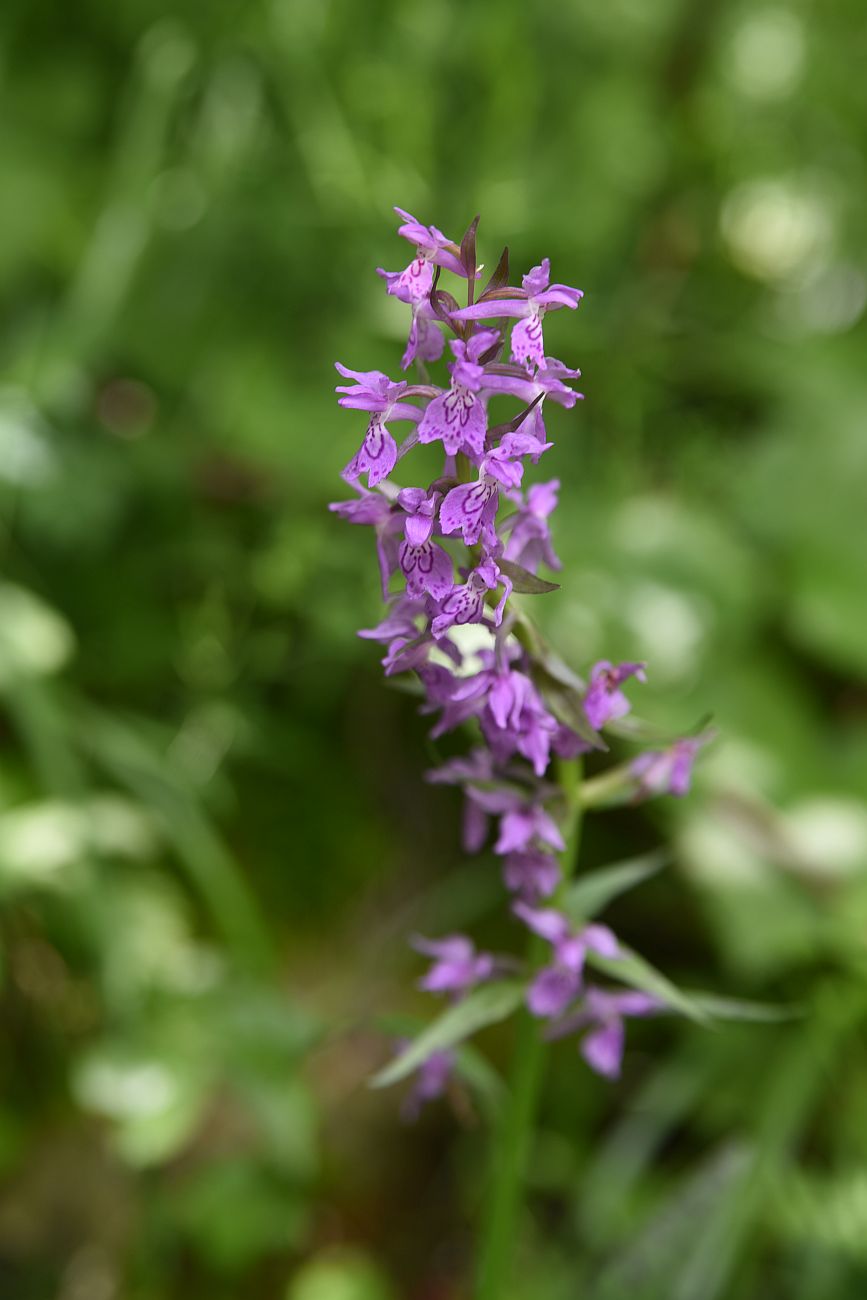 Image of Dactylorhiza urvilleana specimen.