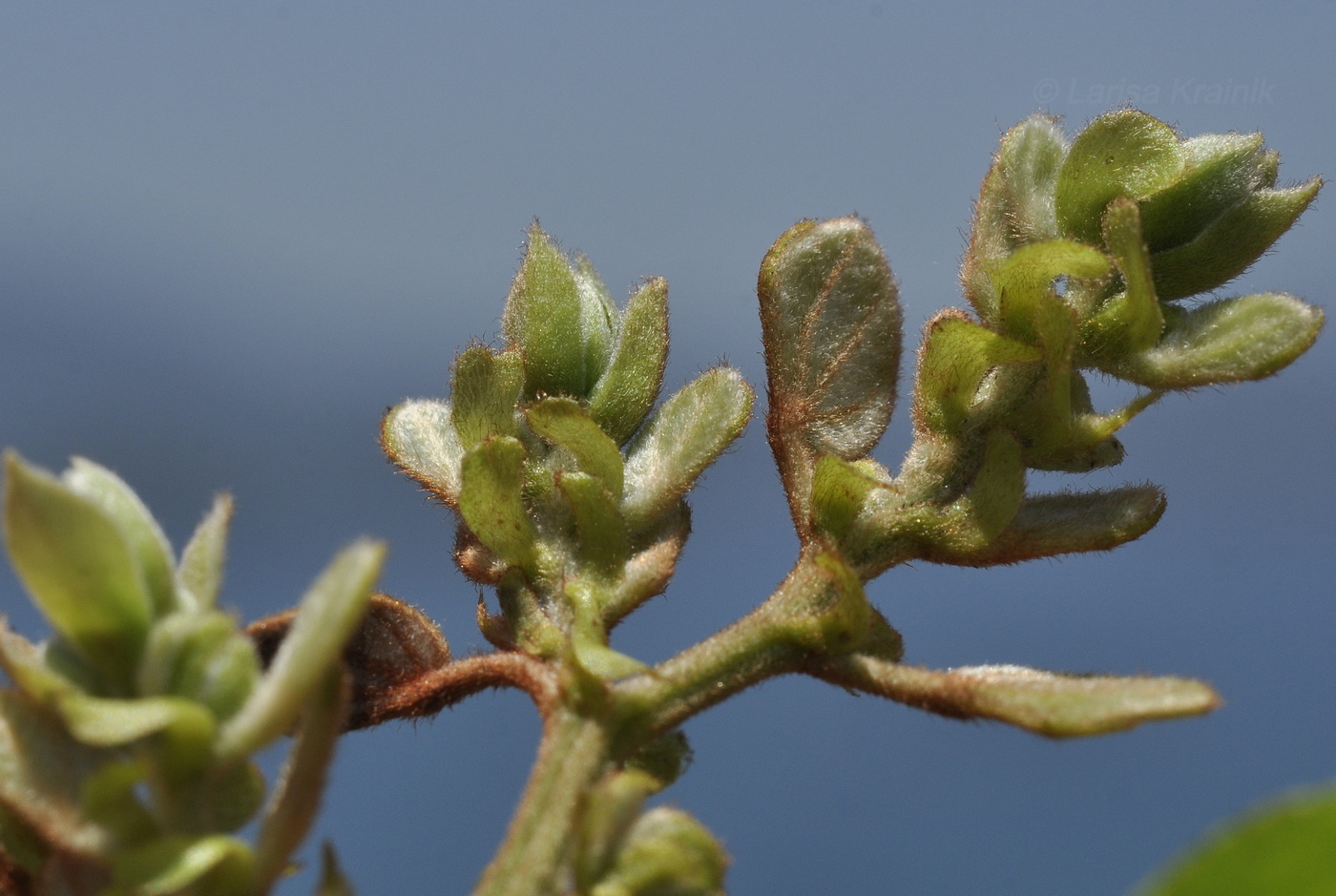 Изображение особи Phanera bracteata.