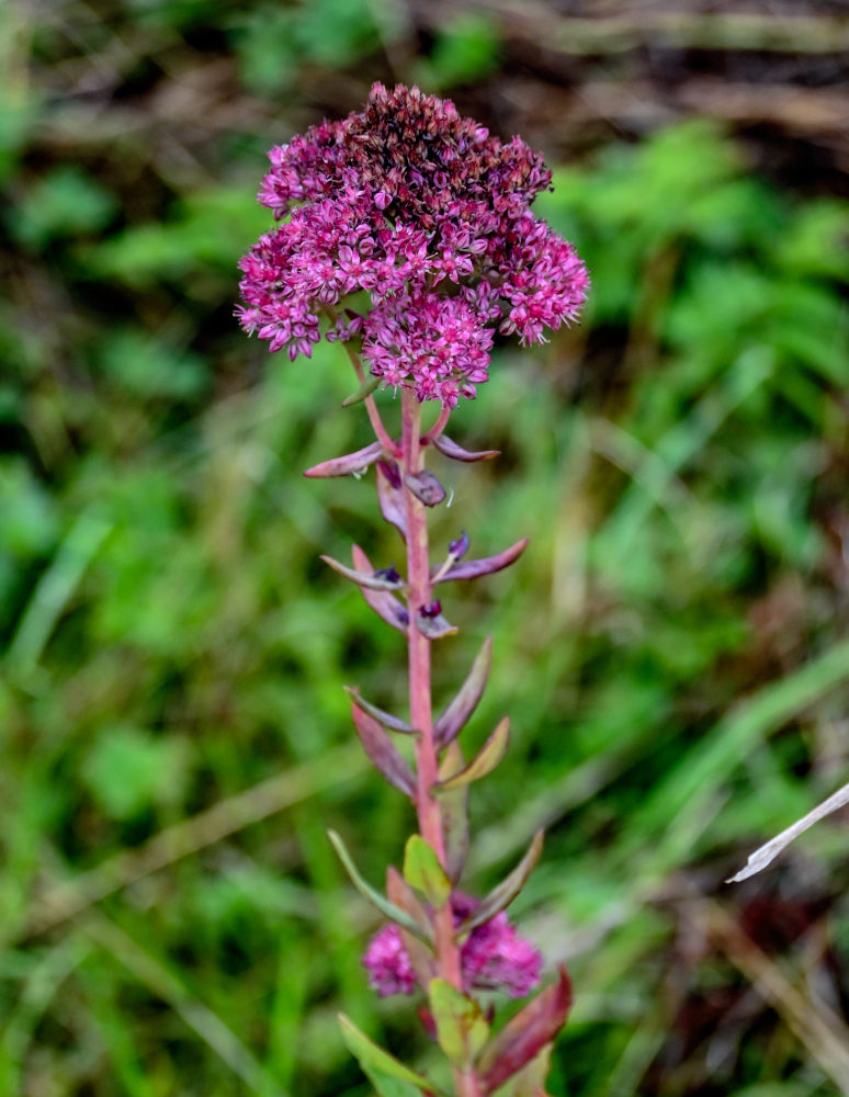Image of Hylotelephium triphyllum specimen.