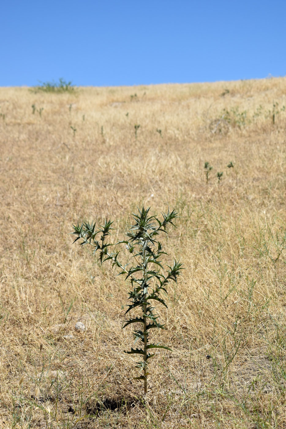 Image of Carthamus × turkestanicus specimen.