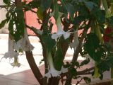 Brugmansia arborea. Часть цветущего растения. Турция, пров. Анталья, р-н Аланья, пос. Махмутлар. 05.07.2006.