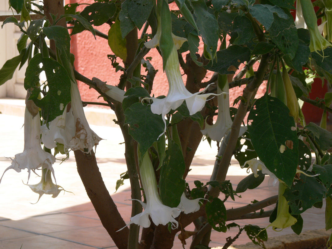 Image of Brugmansia arborea specimen.
