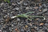 Allium denudatum