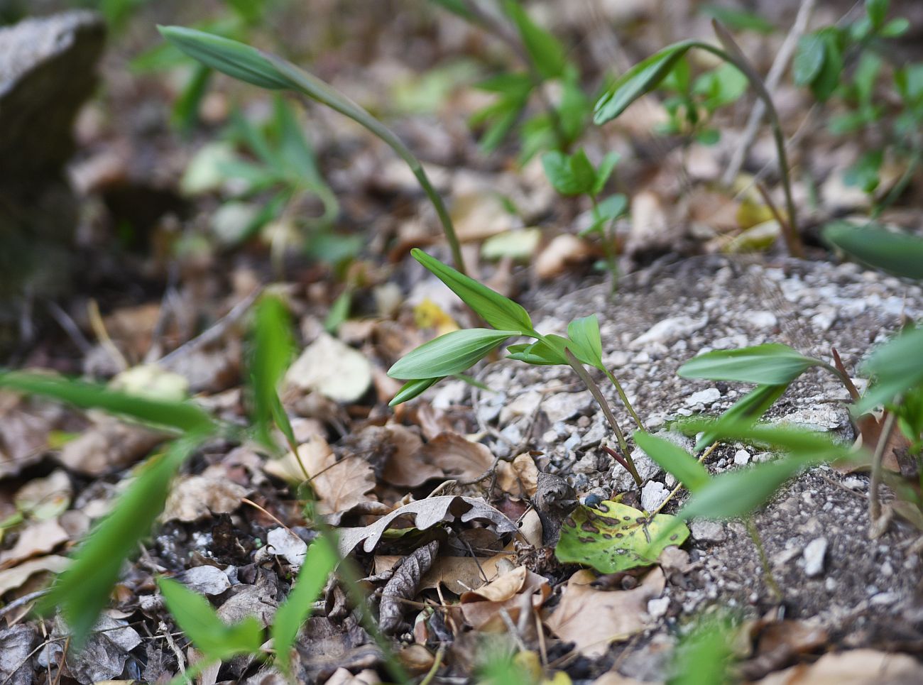 Image of genus Polygonatum specimen.