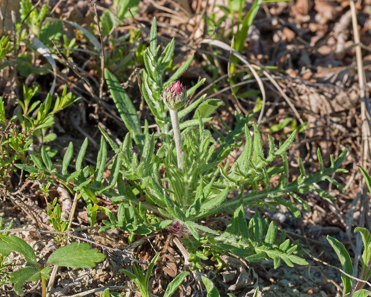 Image of Jurinea blanda specimen.
