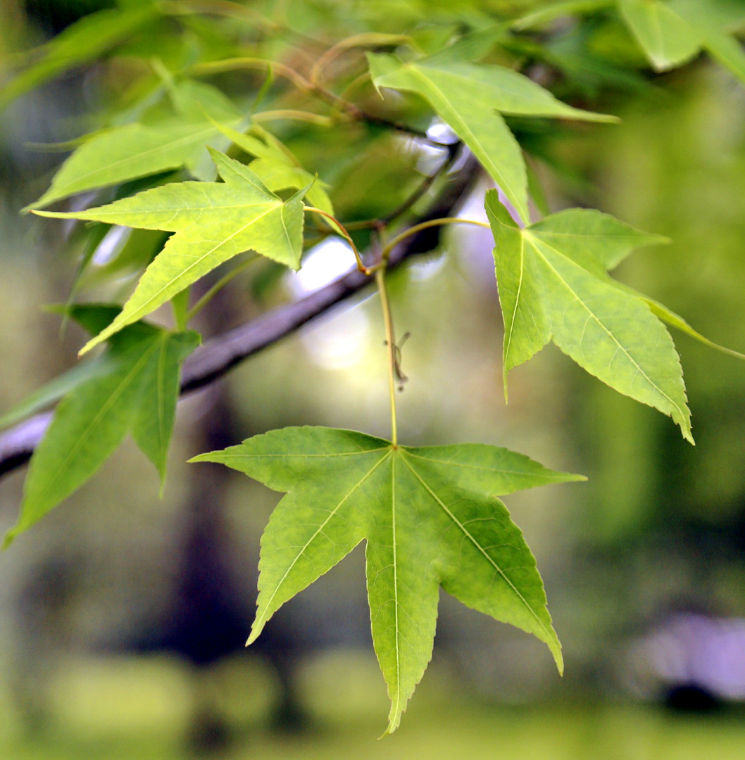 Image of Acer oliverianum specimen.