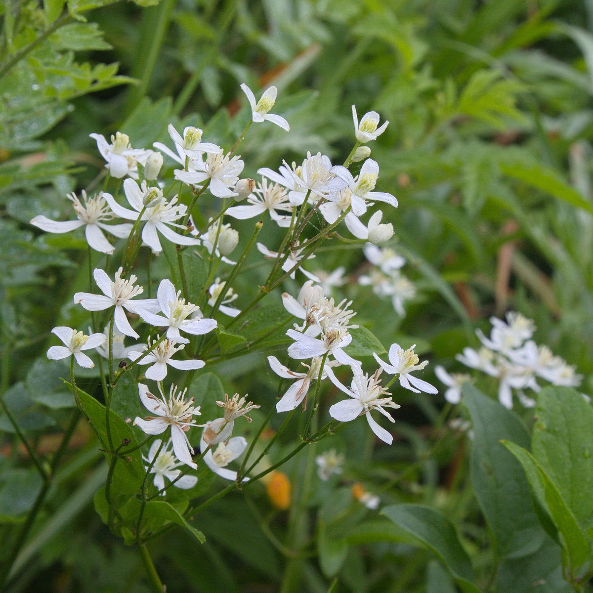 Image of Clematis mandshurica specimen.