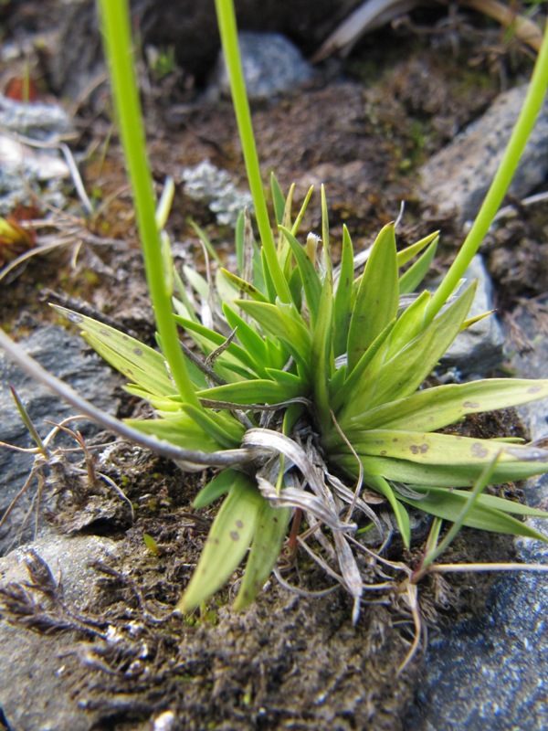 Image of Tofieldia pusilla specimen.