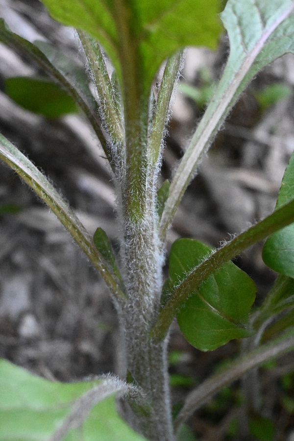 Изображение особи Physochlaina orientalis.