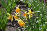 genus Narcissus