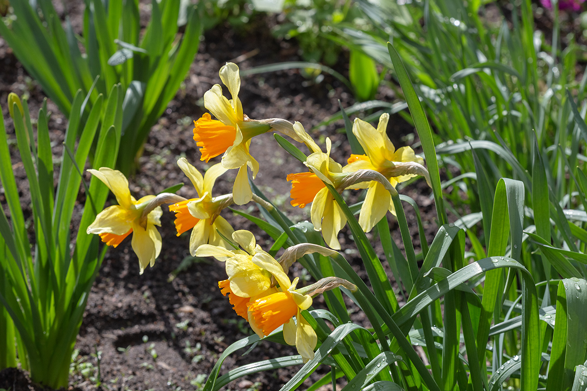 Image of genus Narcissus specimen.