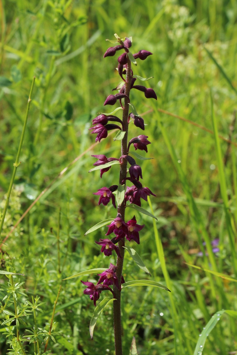 Image of Epipactis atrorubens specimen.