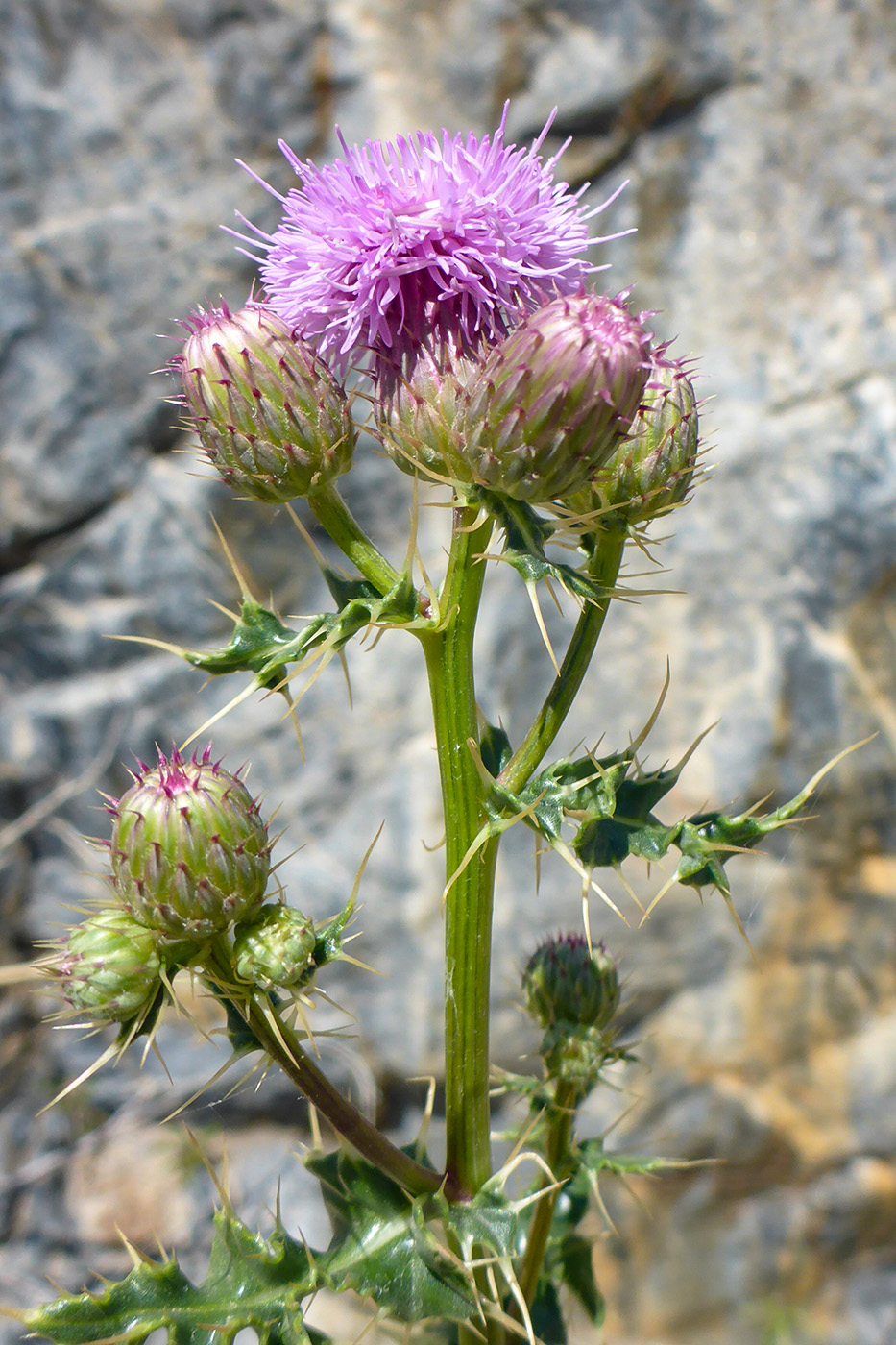 Image of genus Cirsium specimen.