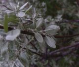 unknown species. Бутонизирующий (?) побег (вид на абаксиальную поверхность листьев). Турция, ил Ван, рядом с водопадом Мурадие, левый берег р. Бендимахи, роща. 20 мая 2025 г.