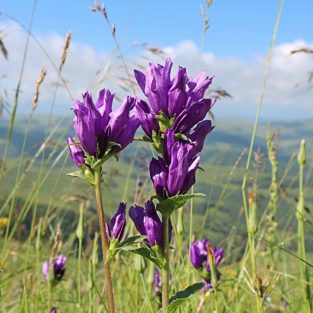 Image of Campanula glomerata specimen.