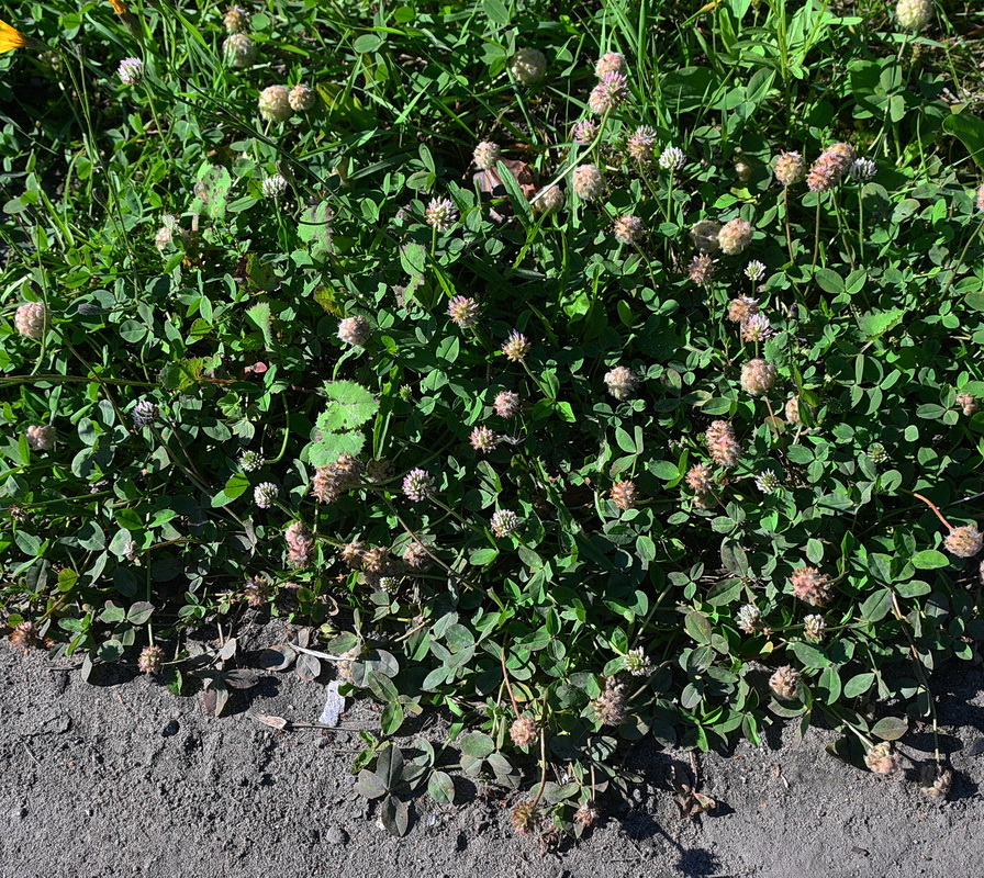 Image of Trifolium fragiferum specimen.