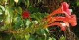Campsis radicans. Соцветие. Волгоград, Красноармейский р-н, улица Кольцова. 07.09.2025.