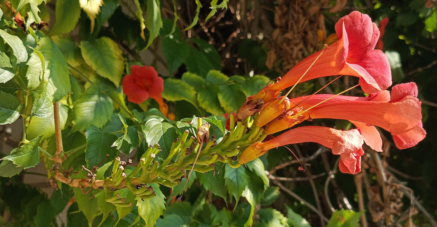 Image of Campsis radicans specimen.