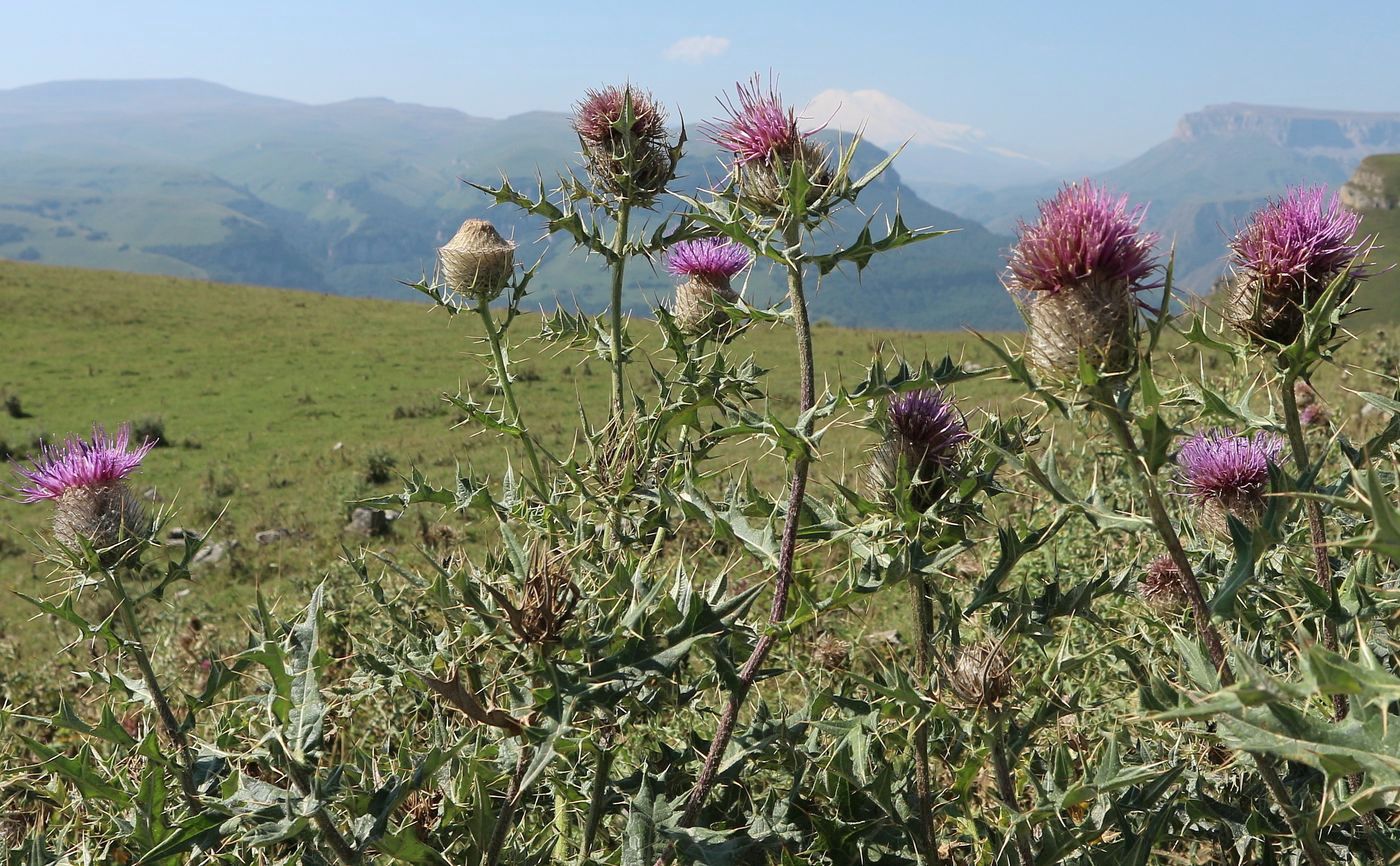 Image of Cirsium pugnax specimen.