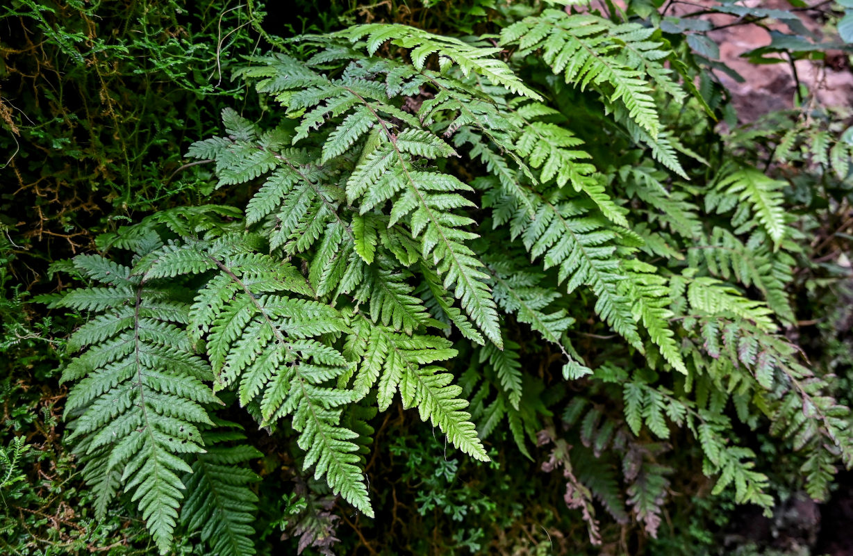 Image of Leptogramma pozoi specimen.