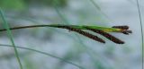 Carex riparia
